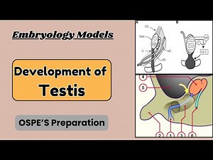 Development of Testis: OSPE Preparation Guide | Dr KS Academy