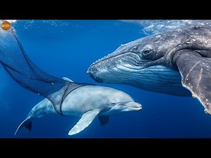 🐋 The Great Ocean Migration — A Mother Whale’s Endless Fight | Animal Stories – by EMOTIVERSE