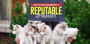 How to Find and Identify a Reputable Breeder