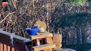 Minnesota Squirrel Accidentally Gets Drunk After Feasting on Fermented Pears
