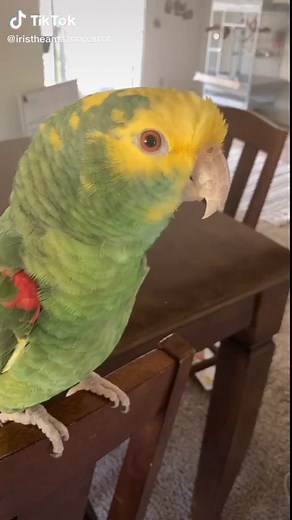 Another day, another Iris video. #doubleyellowheadedamazon #iristheamazonparrot #talkingparrot #parrotsoftiktok #cutepet