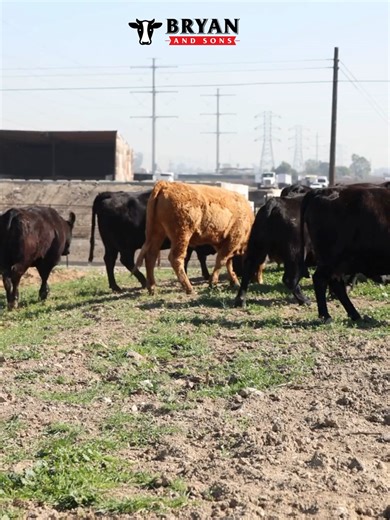 Farm Fresh. Grass Fed. The way nature intended. 🌾🐄 Our cows are 100% grass fed and roam freely in open pastures, no feedlots, no shortcuts, just clean nutrition and responsible farming. When you choose pasture-raised beef, you’re choosing better flavor, better quality, and better care from the ground up. Taste the difference that real farming makes. 🌱 #GrassFedBeef #PastureRaised #FarmFresh #RegenerativeFarming #SustainableAgriculture #EatLocal #SupportLocalFarmers #FarmToTable #CleanEating #