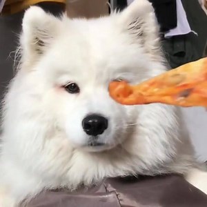 Random Animals on Reels