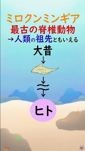 ミロクンミンギアについて【1分アクアリウム/海の生き物・魚の生態解説】#shorts #魚 #生態 #海の生き物