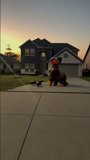 Taking My Weenie Dogs for a Walk in an Inflatable Dachshund Costume || ViralHog