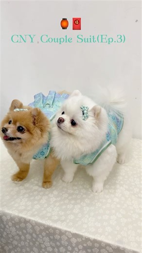 EV Pet Store on Instagram: "【薄荷绿情侣新年款 🌿】 这一套薄荷绿情侣新年装，清新又现代。 谁说新年一定要红色？🧧 不走传统路线，但一样很有新年氛围 💛 低调的颜色，刚刚好的高级感。 如果你喜欢不一样的新年风格，这一套真的很可以 👀✨ 📍 Cheras Traders Square ⏰ 12pm-8pm (closed on Tuesday) 🛒 www.evpetstore.com.my"