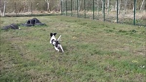 Shadow is a 3 year old Beagle cross from West Calder. Shadow is a very energetic and active dog who likes the busy life! He enjoys having his nose to the ground out exploring on walks and playing fetch with his toys in the garden. Shadow can be cautious of new people and being in new situations. He needs a little time to gain confidence when being touched and handled but when he trusts you he is very loyal. Shadow is looking for an owner who can manage him on walks as he is strong when walking. 