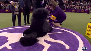 3.2K views · 7K reactions | BEST. IN. SHOW. 磊 Siba the Standard Poodle claims the top honor at Westminster! It is the 5th win for the breed, good for fourth-most all-time. | FOX Sports | Facebook