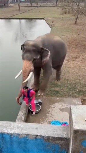 Aunty kapde dho rahi thi tabhi haathi ne paani ke andar dhakel diya😱