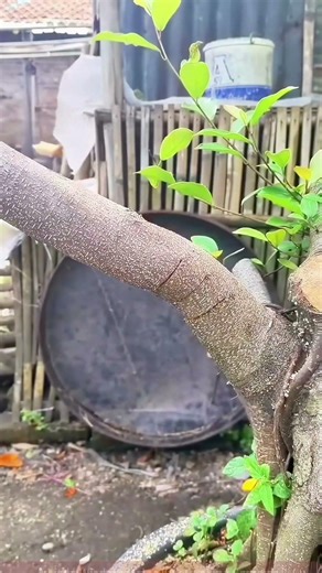 Sharing Methods for Plant Shaping