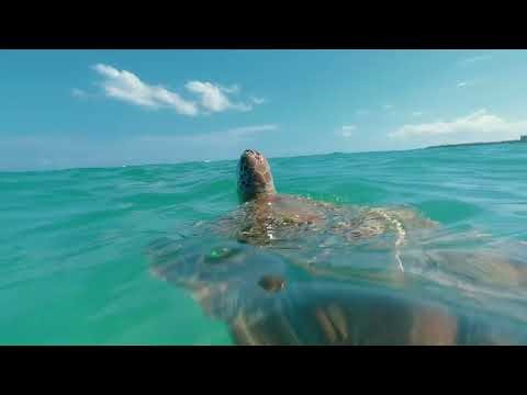 Barcelo Maya Palace, Mexico 2026. Snorkeling with turtles!