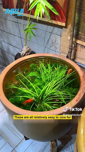 Complete Guide to Setting Up a Traditional Fish Tank