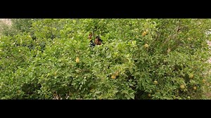 16 reactions | Award-winning director and actor Elia Suleiman delivers his next comedic masterpiece IT MUST BE HEAVEN. Now showing at Rialto Cinemas. | Rialto Cinemas | Facebook