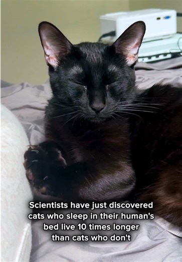 Cute Cat Moments with Scientist Humor