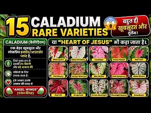 15 RARE CALADIUM VARIETIES😱 How to grow and Care #information #indoorplants #gardening #varieties