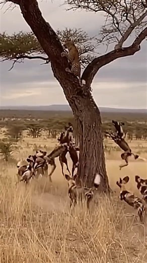 ✅ Wild Dog Attacked Leopard Tries to Save Her Cub ! 😲 #trending #wildlifesurvival #viral .