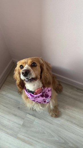 #vacations #fyp #parati #funnyvideos #trendingviralvideo #trend #funnyvideos #challenge #cocker #dogsoftiktok #viral #funnytiktok