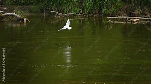 Gulls fly over river and catch insects. Black-headed gull (Chroicocephalus ridibundus) is small gull that breeds in much of Palearctic including Europe and also in coastal eastern Canada.