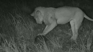 What happens when a top predator attempts to sink its teeth into an impenetrable ball of scales? Tristan was on the scene to find out during this rare encounter between two young lions and a pangolin. | Safari Live