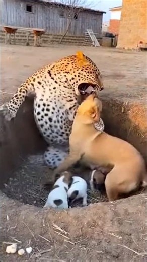 Fast trouble 🔥 Big fight - Mother dog and leopard fight to protect puppies #dog #puppy