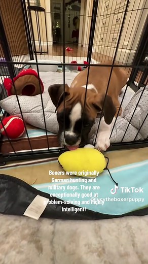 Understanding Boxer Dogs: A Smart Breed's History