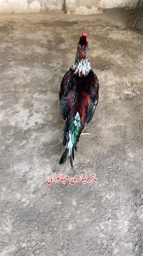 1.6K views · 50 reactions | Call&whats app no 03177411944.... #aseellovers #Babar #AseelFarm #Mianwali #foryouシpag # | Babar Aseel Farm Mianwali | Facebook