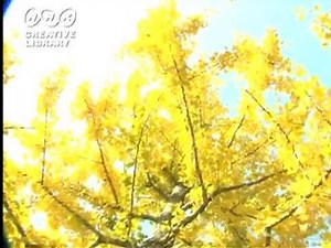 巡りゆく想い/西小路一葉