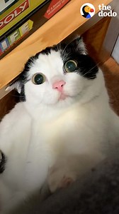 5.8M views · 111K reactions | These cats head-butt their parents' door every morning so they can sit and stare at their guinea pig sisters  | The Dodo | Facebook