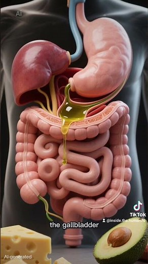 The Gallbladder #Anatomyseries #insidethehuman #biology