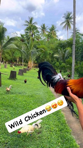 128K views · 3.7K reactions | Blueface Hatch | Mup G Farms | Facebook