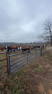 Mike Harris on Reels