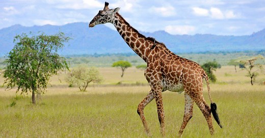 The Fascinating Functions of Giraffe Spots: More Than Just a Pretty Pattern
