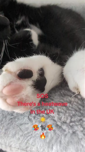Do they sweat from their toe beans? 🫘💦 Soppy Woppy is very hot and bothered! 🥵🐈‍⬛ Send snow ❄️ #ukheatwave #toohot #cat #cute #toebeans #fyp #tuxedocat