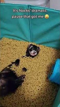 Goose In The Macaroni