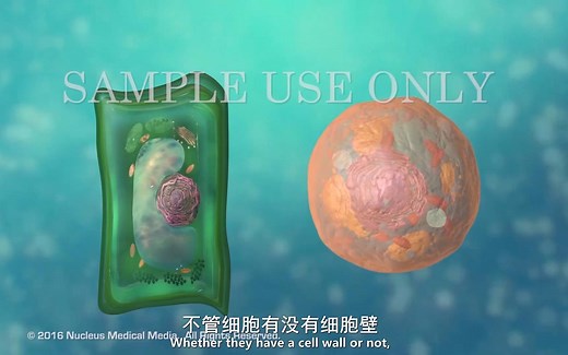 《生物自习室》第2期：细胞壁与细胞膜