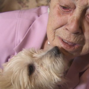 585K views · 23K reactions | Elderly Babs has been longing for a new dog since her beloved Timmy passed  Can two broken souls be mended at once? ❤️ | Vet On The Hill | Facebook