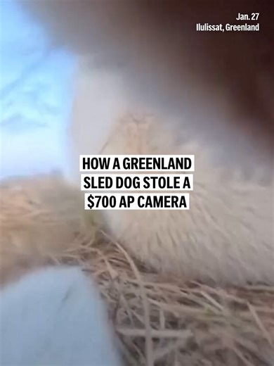Sled Dog Chronicles: Camera Discovery in the Arctic