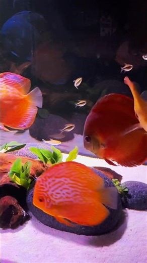 Discus Fish Habitat #short #shorts #discusfish #aquarium #relaxing #aquascape #aquaticconcepts #fish