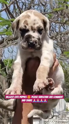 Great Dane Puppies 🐶 | Gentle Giant Babies ❤️ #shorts #ashishsaxena