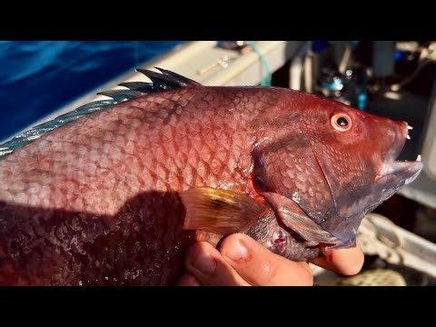 I Caught this Trash Fish Vertical Jigging (It Was Delicious)