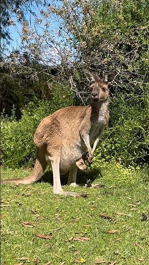 YANCHEP NATIONAL PARK | Koalas and Kangaroos in their natural habitat