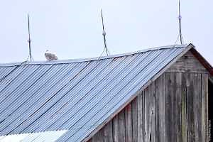 Eastern Upper Peninsula birding update: What to see and where