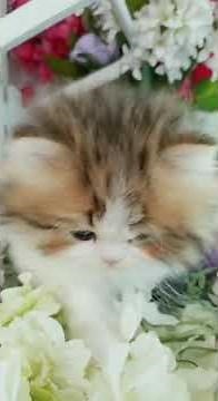 Teacup Persian Kitten For Sale