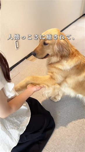 博多の大型犬と触れ合えるカフェFLUFFY DOGS