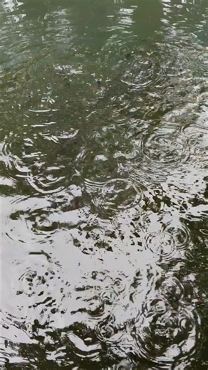 🐟 Fed the fish at noon | Village Fish Farming #shorts #shortsvideo