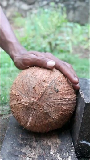 Satisfying coconut opening skills