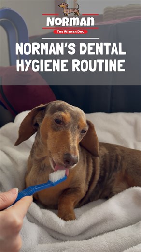 93K views · 3.9K reactions | Norman's Dental Hygiene Routine 瘟 Beef toothpaste, peanut butter gel, & dental powder… Sounds like a weird combination but it works!  Now he's even more kissable than he already was 殺 | Norman The Wiener Dog | Facebook