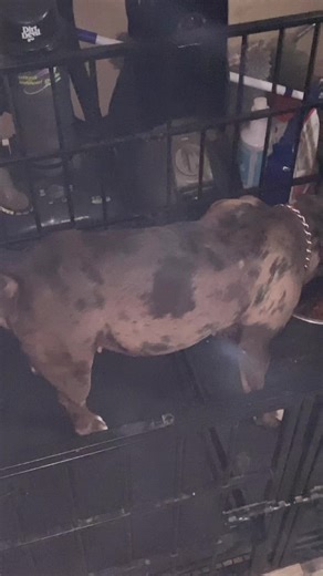 #PaidPartnership #ZeroToHero #LIVEIncentiveProgram #pocketbully #fyp Breeding Going Down🐾🔥🩸