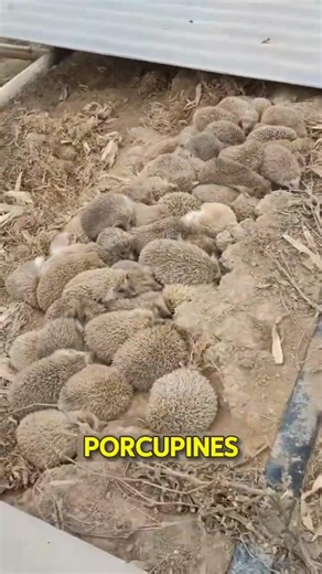 Porcupine Farms