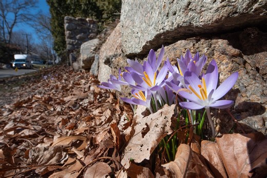 When is the March equinox? What to know about the official start of spring